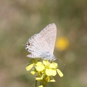 Theclinesthes miskini at Mount Ainslie - 3 Feb 2024 01:19 PM