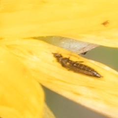 Thysanoptera (order) (Thrips) at Dunlop Grasslands - 12 Feb 2024 by kasiaaus