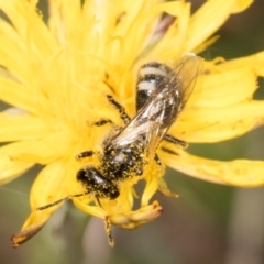 Lasioglossum (Chilalictus) sp. (genus & subgenus) (Halictid bee) at Dunlop Grasslands - 12 Feb 2024 by kasiaaus
