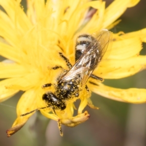 Lasioglossum (Chilalictus) sp. (genus & subgenus) at Dunlop Grassland (DGE) - 12 Feb 2024