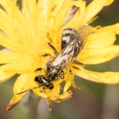 Lasioglossum (Chilalictus) sp. (genus & subgenus) (Halictid bee) at Dunlop Grasslands - 12 Feb 2024 by kasiaaus