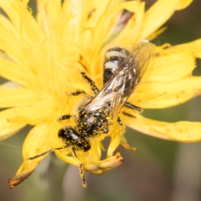 Lasioglossum (Chilalictus) sp. (genus & subgenus) (Halictid bee) at Dunlop Grassland (DGE) - 12 Feb 2024 by kasiaaus