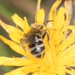 Lasioglossum (Chilalictus) sp. (genus & subgenus) at Fraser, ACT - 12 Feb 2024 11:19 AM