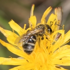 Lasioglossum (Chilalictus) sp. (genus & subgenus) at Dunlop Grassland (DGE) - 12 Feb 2024