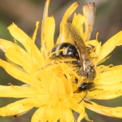 Lasioglossum (Chilalictus) sp. (genus & subgenus) at Fraser, ACT - 12 Feb 2024 11:19 AM