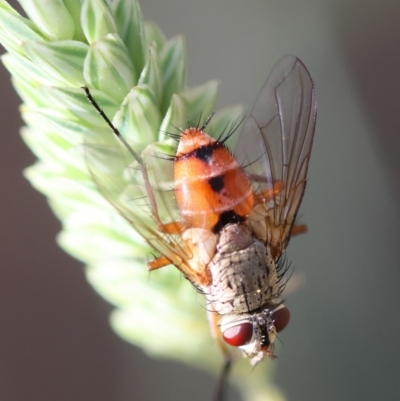 Unidentified True fly (Diptera) at Hughes Grassy Woodland - 12 Feb 2024 by LisaH