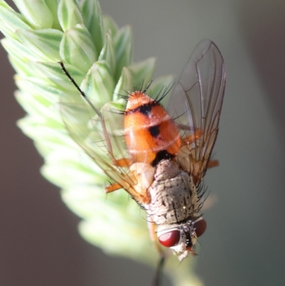 Muscidae (family) at Red Hill to Yarralumla Creek - 12 Feb 2024 by LisaH