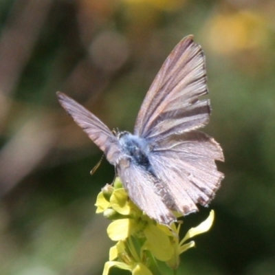 Theclinesthes miskini (Wattle Blue) at Mount Ainslie - 11 Feb 2024 by DavidForrester