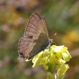 Theclinesthes miskini at Mount Ainslie - 11 Feb 2024 02:02 PM