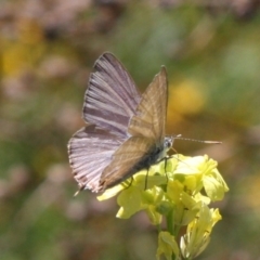 Theclinesthes miskini at Mount Ainslie - 11 Feb 2024