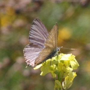 Theclinesthes miskini at Mount Ainslie - 11 Feb 2024 02:02 PM