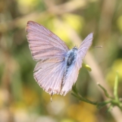 Theclinesthes miskini at Mount Ainslie - 11 Feb 2024 02:02 PM