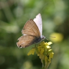 Theclinesthes miskini at Mount Ainslie - 11 Feb 2024 02:02 PM