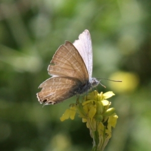 Theclinesthes miskini at Mount Ainslie - 11 Feb 2024 02:02 PM