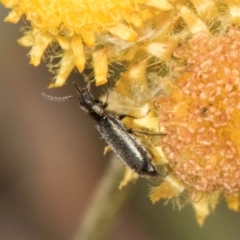 Dasytinae (subfamily) at Fraser, ACT - 12 Feb 2024 11:24 AM