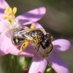 Lasioglossum (Chilalictus) sp. (genus & subgenus) (Halictid bee) at Dunlop Grassland (DGE) - 12 Feb 2024 by kasiaaus