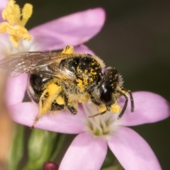 Lasioglossum (Chilalictus) sp. (genus & subgenus) at Fraser, ACT - 12 Feb 2024 11:23 AM