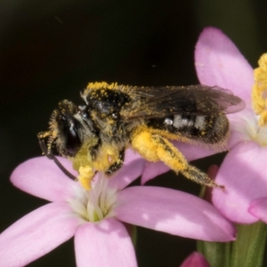 Lasioglossum (Chilalictus) sp. (genus & subgenus) at Fraser, ACT - 12 Feb 2024 11:23 AM