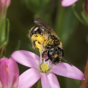 Lasioglossum (Chilalictus) sp. (genus & subgenus) at Fraser, ACT - 12 Feb 2024 11:23 AM