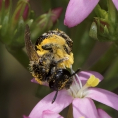 Lasioglossum (Chilalictus) sp. (genus & subgenus) at Fraser, ACT - 12 Feb 2024 11:23 AM