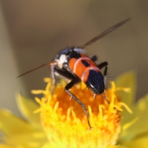 Cylindromyia sp. (genus) at Red Hill to Yarralumla Creek - 12 Feb 2024