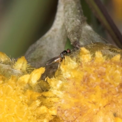 Eulophidae (family) (Eulophid Wasp) at Dunlop Grasslands - 12 Feb 2024 by kasiaaus