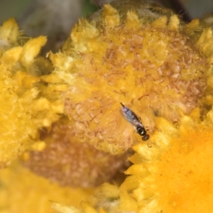 Eulophidae (family) at Dunlop Grassland (DGE) - 12 Feb 2024