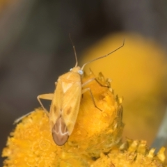 Miridae (family) (Unidentified plant bug) at Fraser, ACT - 12 Feb 2024 by kasiaaus