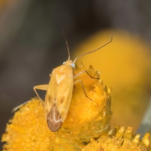 Miridae (family) at Fraser, ACT - 12 Feb 2024