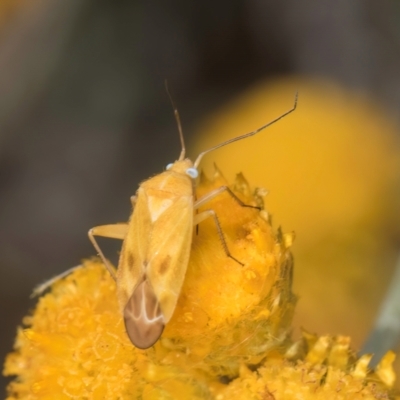 Miridae (family) (Unidentified plant bug) at Dunlop Grassland (DGE) - 12 Feb 2024 by kasiaaus