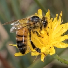 Apis mellifera (European honey bee) at Fraser, ACT - 12 Feb 2024 by kasiaaus