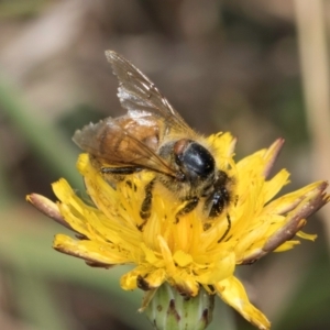 Apis mellifera at Fraser, ACT - 12 Feb 2024 11:51 AM