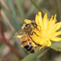 Apis mellifera at Fraser, ACT - 12 Feb 2024 11:51 AM