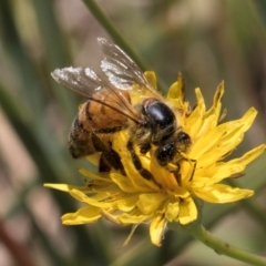 Apis mellifera at Fraser, ACT - 12 Feb 2024 11:51 AM