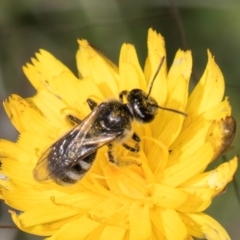 Lasioglossum (Chilalictus) sp. (genus & subgenus) (Halictid bee) at Dunlop Grassland (DGE) - 12 Feb 2024 by kasiaaus