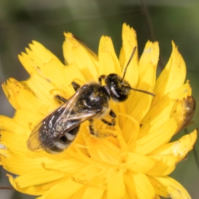 Lasioglossum (Chilalictus) sp. (genus & subgenus) (Halictid bee) at Dunlop Grasslands - 12 Feb 2024 by kasiaaus