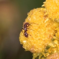 Miridae (family) at Fraser, ACT - 12 Feb 2024