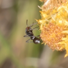 Miridae (family) (Unidentified plant bug) at Dunlop Grassland (DGE) - 12 Feb 2024 by kasiaaus