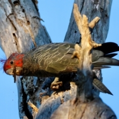 Callocephalon fimbriatum (Gang-gang Cockatoo) at Red Hill to Yarralumla Creek - 12 Feb 2024 by LisaH