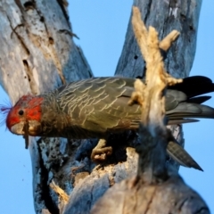 Callocephalon fimbriatum (Gang-gang Cockatoo) at Hughes Grassy Woodland - 12 Feb 2024 by LisaH