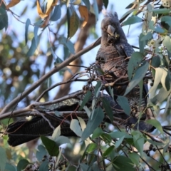 Callocephalon fimbriatum (Gang-gang Cockatoo) at Red Hill to Yarralumla Creek - 12 Feb 2024 by LisaH