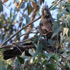 Callocephalon fimbriatum (Gang-gang Cockatoo) at Hughes Grassy Woodland - 12 Feb 2024 by LisaH