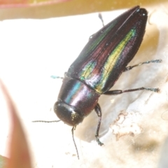 Melobasis vittata (A Melobasis jewel beetle) at Lower Cotter Catchment - 11 Feb 2024 by Harrisi