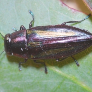 Melobasis vittata at Lower Cotter Catchment - 11 Feb 2024