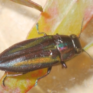 Melobasis vittata at Lower Cotter Catchment - 11 Feb 2024 06:36 PM