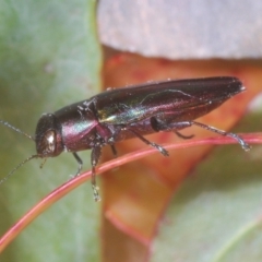 Melobasis vittata at Lower Cotter Catchment - 11 Feb 2024