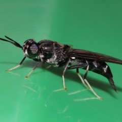 Unidentified Other true fly at Wellington Point, QLD - 12 Feb 2024 by TimL