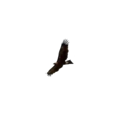 Aquila audax (Wedge-tailed Eagle) at Namadgi National Park - 10 Feb 2024 by KMcCue