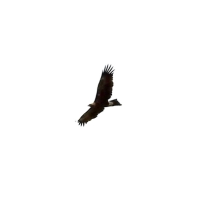 Aquila audax (Wedge-tailed Eagle) at Namadgi National Park - 10 Feb 2024 by KMcCue