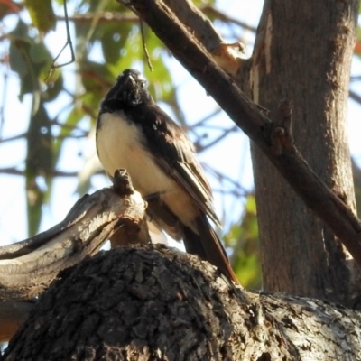 Rhipidura leucophrys (Willie Wagtail) at Namadgi National Park - 9 Feb 2024 by KMcCue